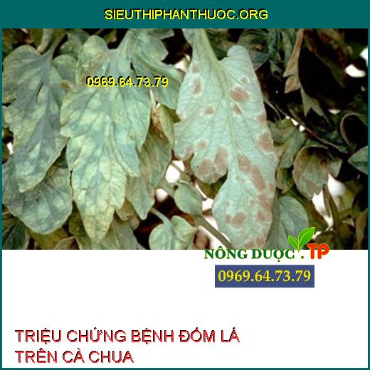 BỆNH ĐỐM LÁ TRÊN CÀ CHUA