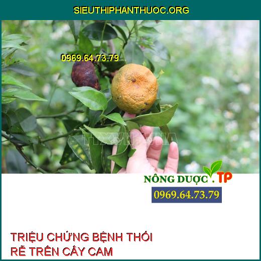 BỆNH THỐI RỄ CAM