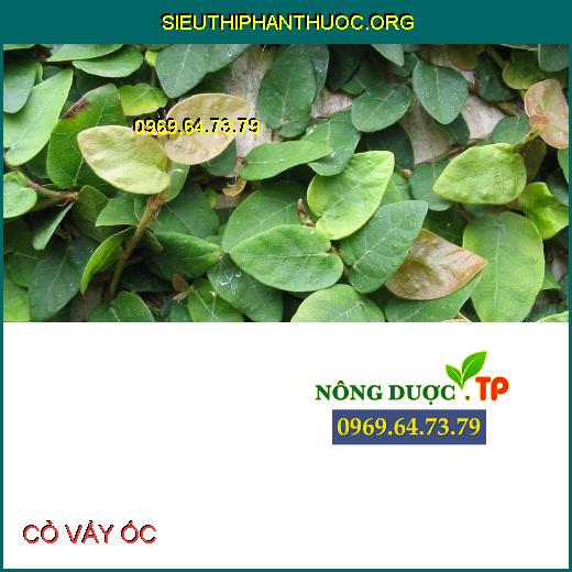 CỎ VẨY ỐC