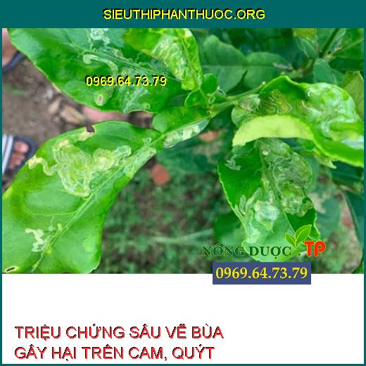 SÂU VẼ BÙA