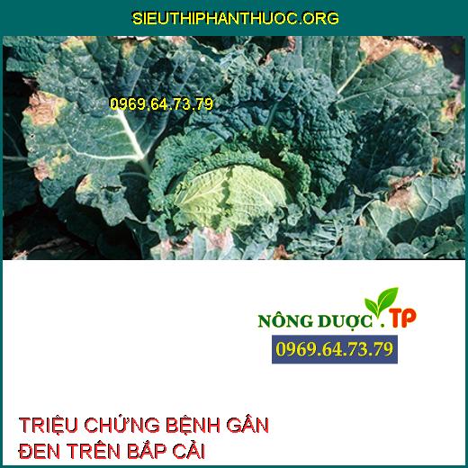 BỆNH GÂN ĐEN