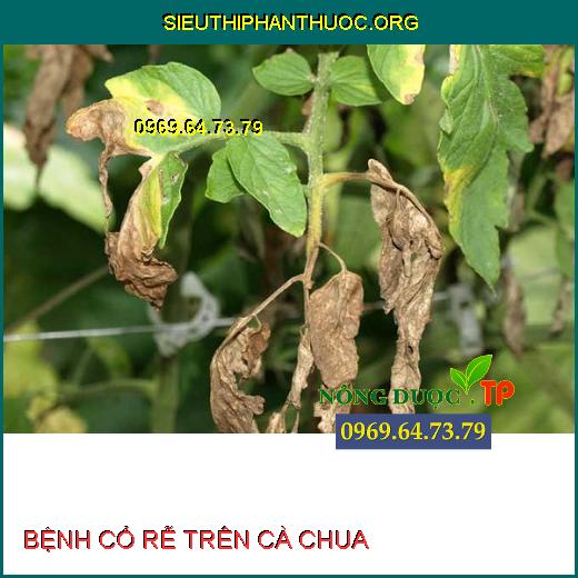 BỆNH CỔ RỄ