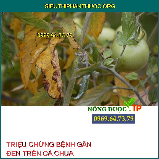 BỆNH GÂN ĐEN