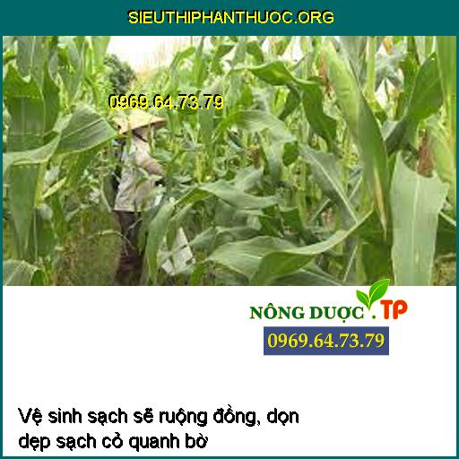 Đặc điểm gây hại Sâu đục trái Bắp Ngô và thuốc phòng trị hiệu quả