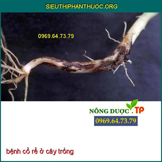 bệnh cổ rể ở cây trồng