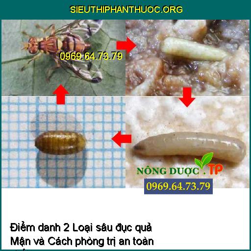 Điểm danh 2 Loại sâu đục quả Mận và Cách phòng trị an toàn nhất