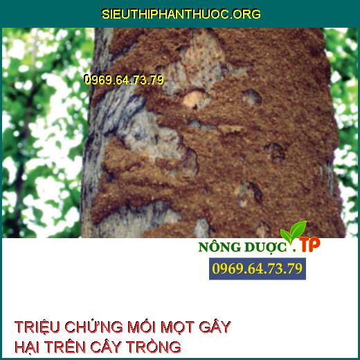 MỐI MỌT GÂY HẠI