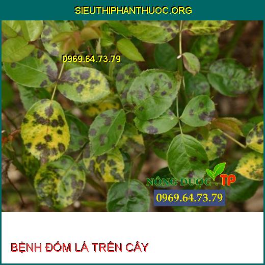 BỆNH ĐỐM LÁ TRÊN CÂY