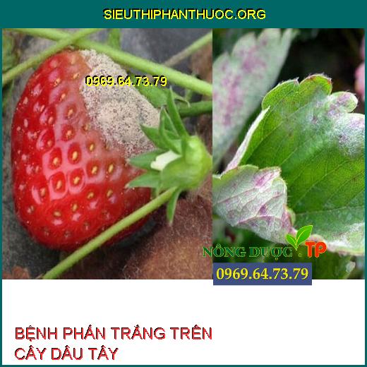 BỆNH PHẤN TRẮNG