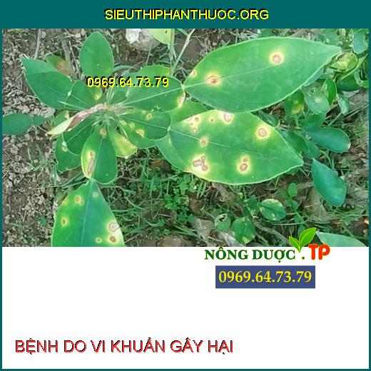 BỆNH DO VI KHUẨN GÂY HẠI