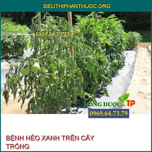 BỆNH HÉO XANH TRÊN CÂY TRỒNG