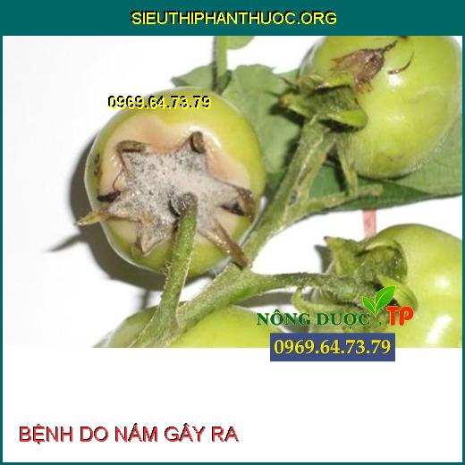 BỆNH DO NẤM GÂY HẠI