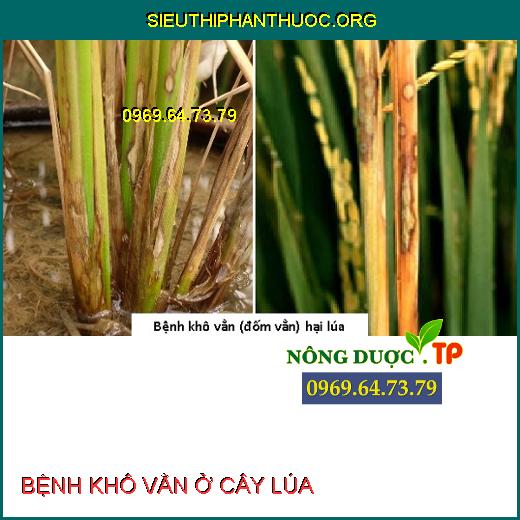 BỆNH KHÔ VẰN Ở CÂY LÚA