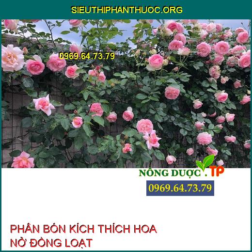 Top 3 Phân bón giúp kích thích trổ hoa, hoa nở đồng loạt.