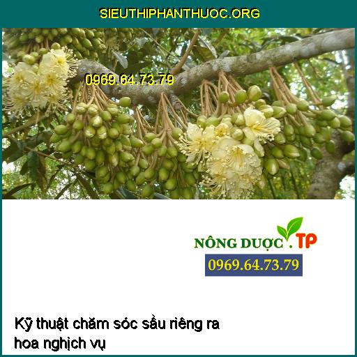 Kỹ thuật chăm sóc sầu riêng ra hoa nghịch vụ