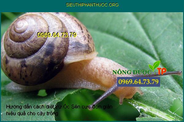 Hướng dẫn cách diệt trừ Ốc Sên cực đơn giản hiệu quả cho cây trồng ...