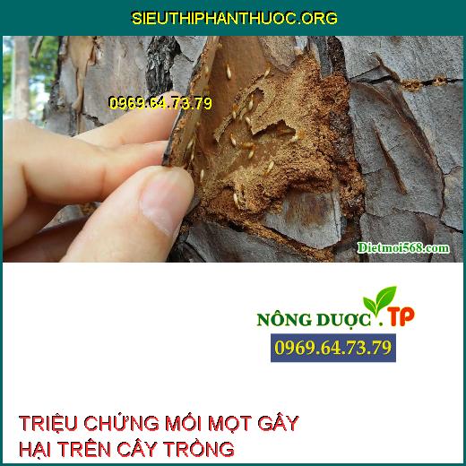 MỐI MỌT GÂY HẠI