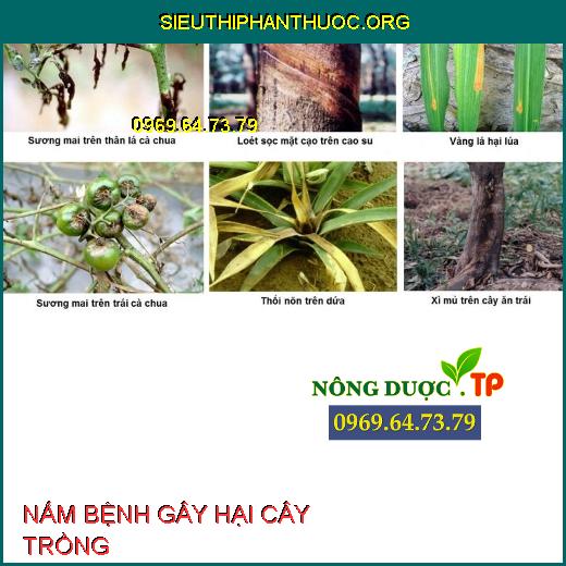 NẤM BỆNH 