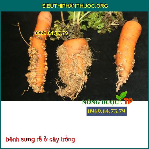 BỆNH SƯNG RỄ Ở CÂY TRỒNG