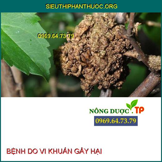 BỆNH DO VI KHUẨN GÂY HẠI