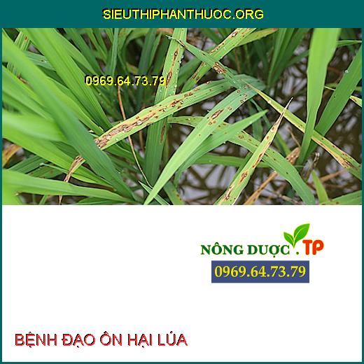 BỆNH ĐẠO ÔN