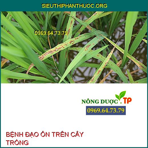 BỆNH ĐẠO ÔN TRÊN CÂY TRỒNG