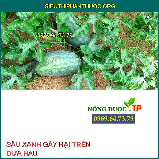 SÂU XANH GÂY HẠI DƯA HẤU