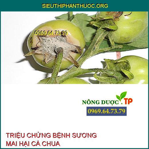 SƯƠNG MAI HẠI CÀ CHUA