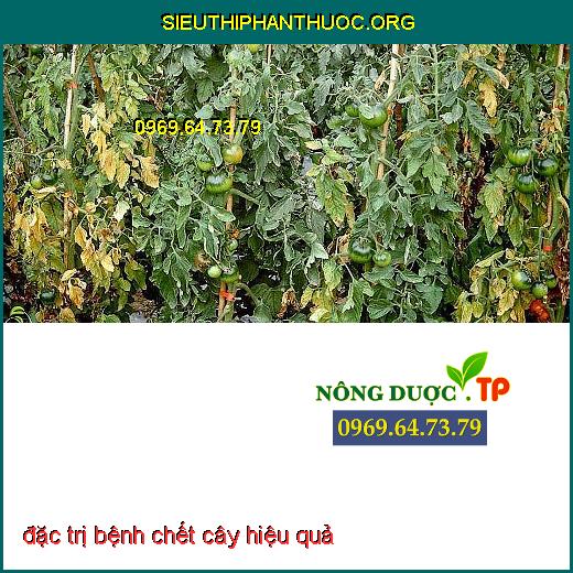 đặc trị bệnh chết cây hiệu quả