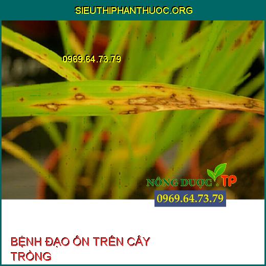 BỆNH ĐẠO ÔN TRÊN CÂY TRỒNG