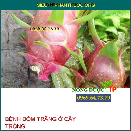 BỆNH ĐỐM TRẮNG Ở CÂY TRỒNG