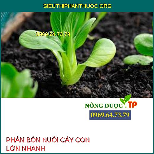 PHÂN BÓN NUÔI CÂY CON LỚN NHANH