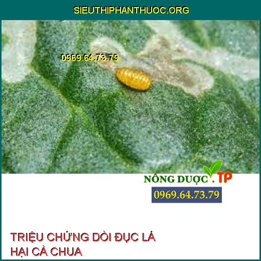 dòi đục lá hại cà chua