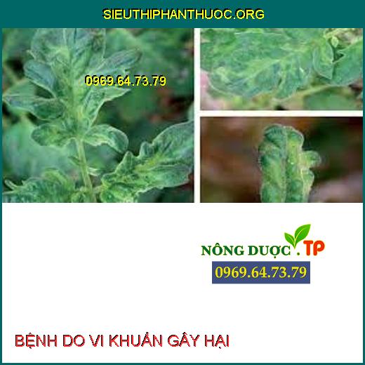 BỆNH DO VI KHUẨN GÂY HẠI