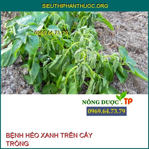 BỆNH HÉO XANH TRÊN CÂY TRỒNG