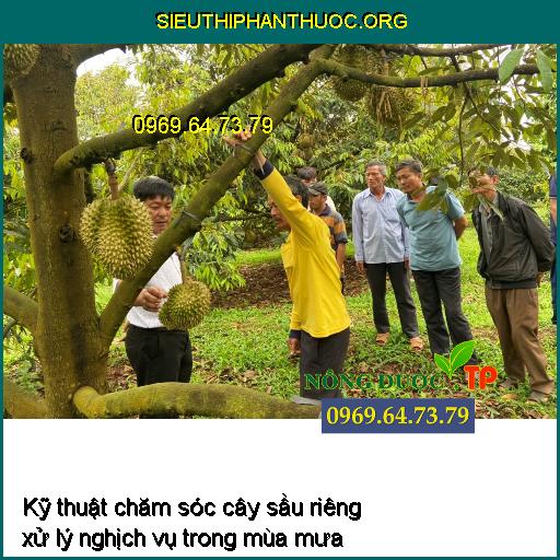 Kỹ thuật chăm sóc cây sầu riêng xử lý nghịch vụ trong mùa mưa