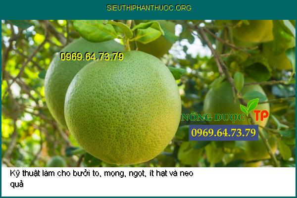 Kỹ thuật làm cho bưởi to, mọng, ngọt, ít hạt và neo quả