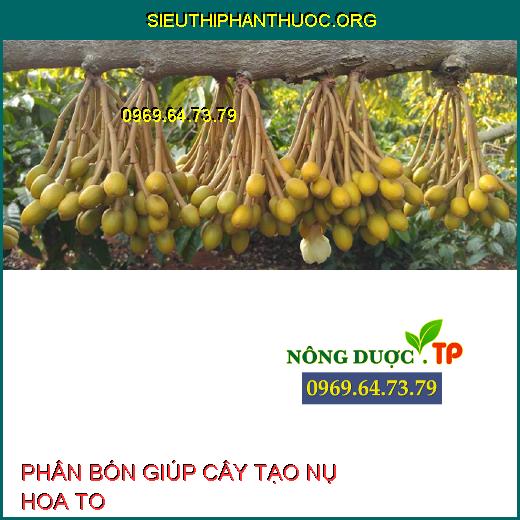 TẠO NỤ HOA TO