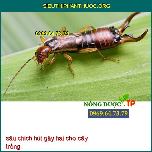 sâu chích hút gây hại cho cây trồng