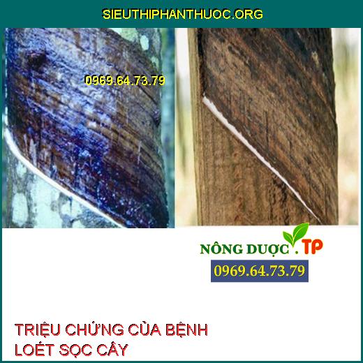 TRIỆU CHỨNG CỦA BỆNH LOÉT SỌC CÂY