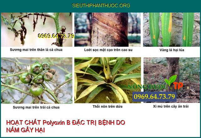 HOẠT CHẤT Polyoxin B ĐẶC TRỊ