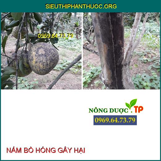 NẤM BỒ HÓNG GÂY HẠI