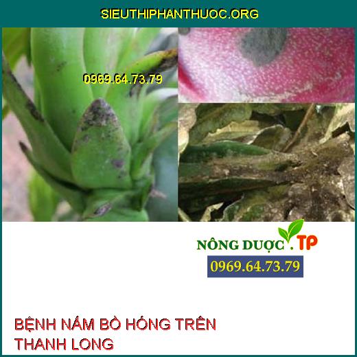 NẤM BỒ HÓNG