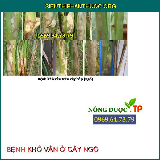 BỆNH KHÔ VẰN Ở CÂY NGÔ