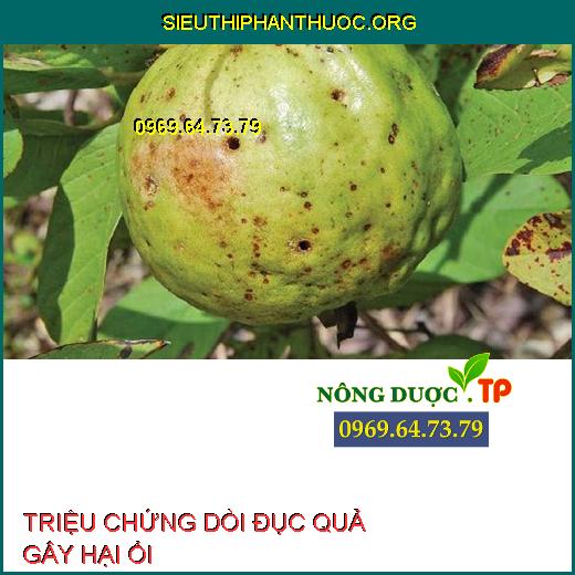 DÒI ĐỤC QUẢ