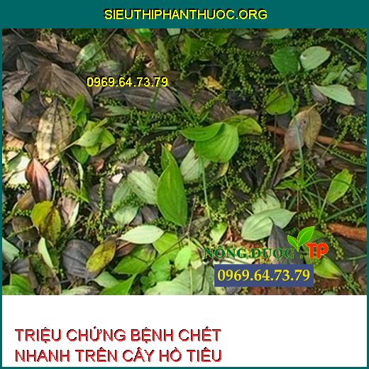 chết nhanh trên hồ tiêu