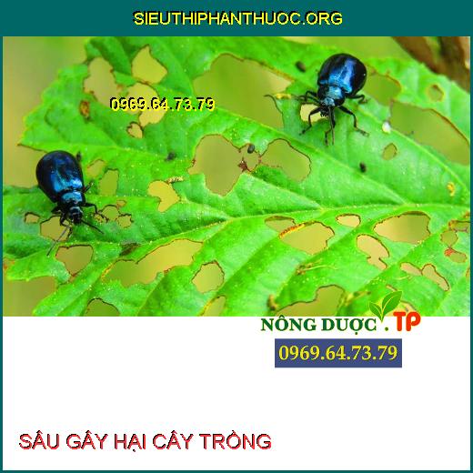 CÔN TRÙNG GÂY HẠI