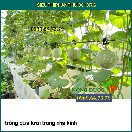 Quy trình trồng dưa lưới vụ ít nắng (dưa lưới trong nhà kính)