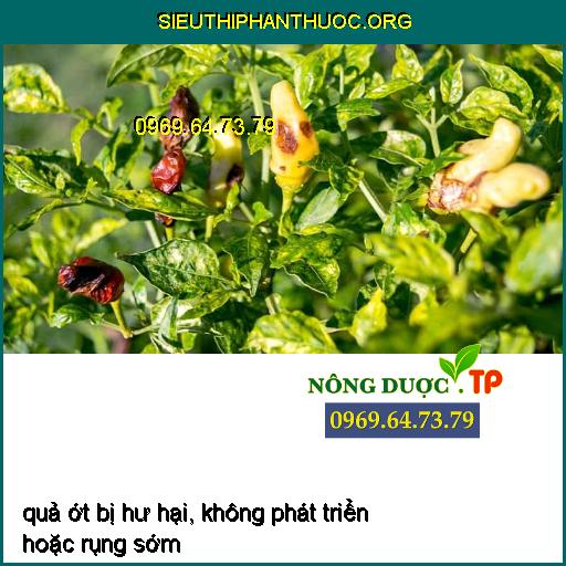 Bù Lạch Hại Ớt, Biện Pháp Phòng Ngừa và Thuốc Đặc Trị Hiệu Quả Nhất P.19 pea