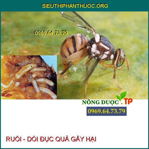 RUỒI- DÒI ĐỤC QUẢ